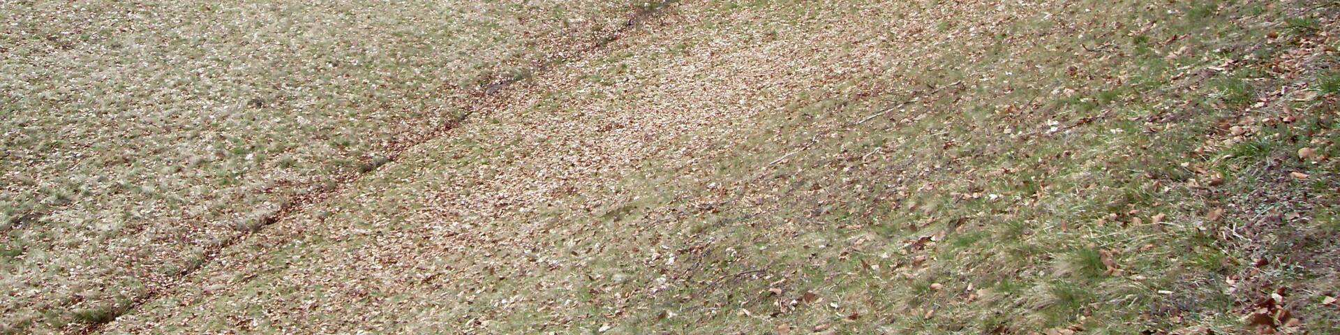 Rhein-Neckar-Kreis: Odenwald