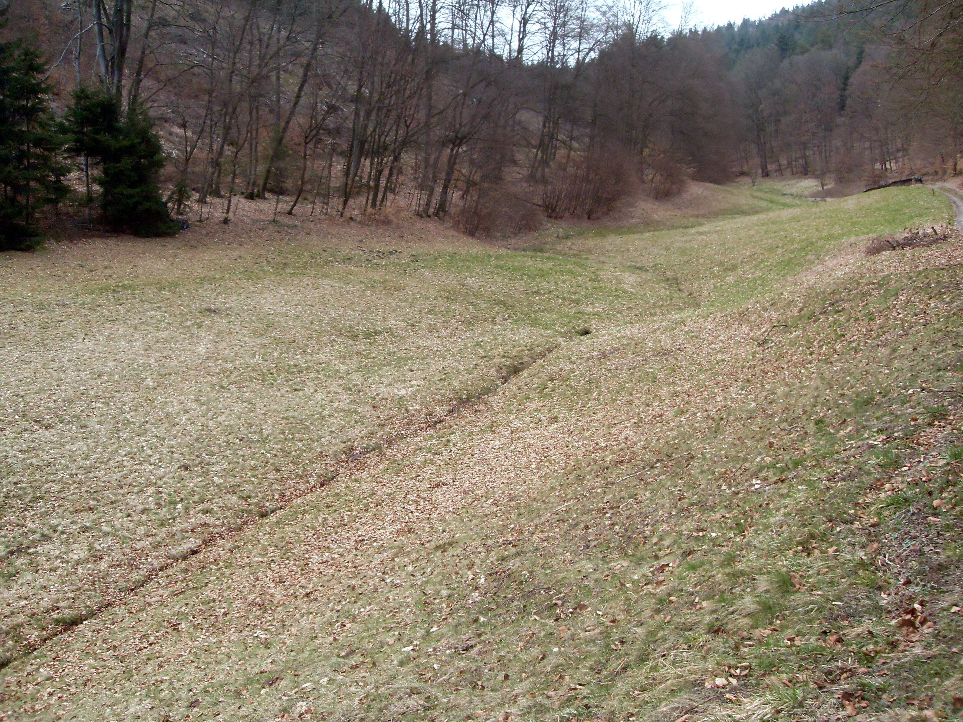 A grassy field with a dirt path leading into a forest.
