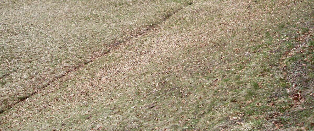 A grassy field with a dirt path leading into a forest.