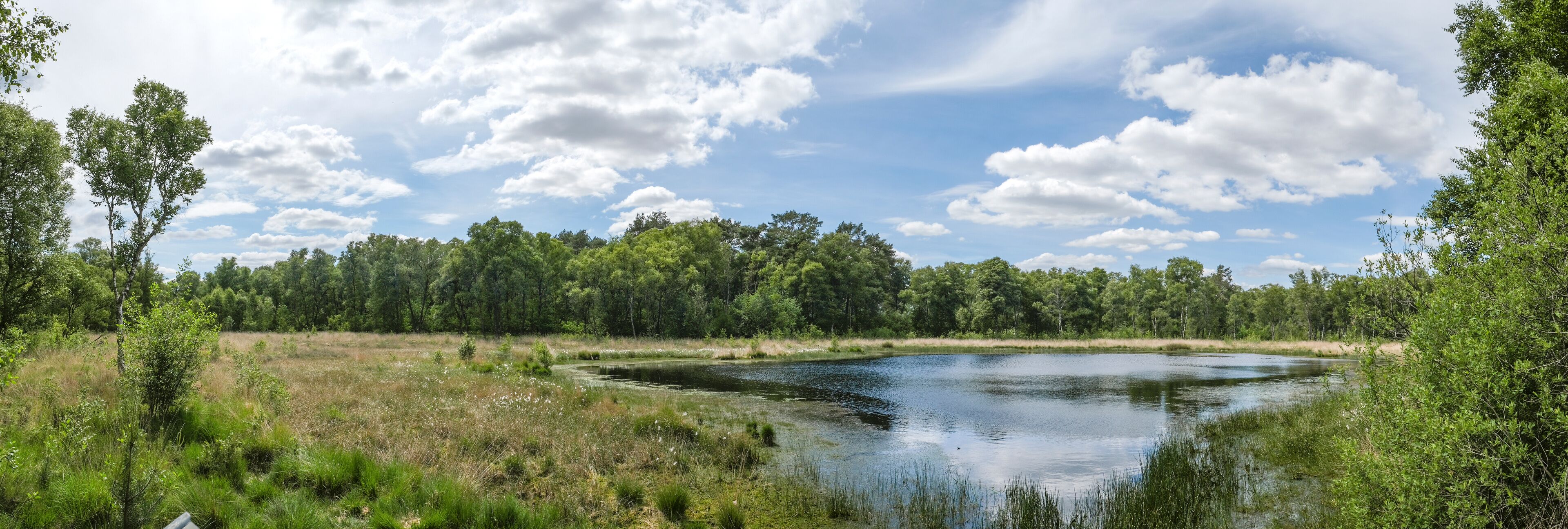A serene lake surrounded by dense forest and a clear sky.