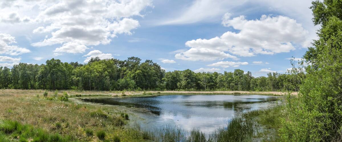 A serene lake surrounded by dense forest and a clear sky.