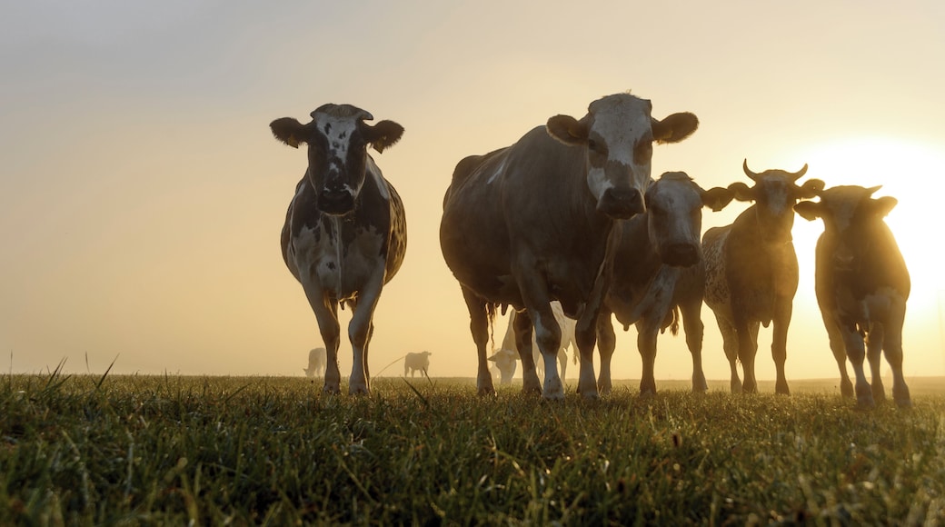 On a foggy morning the golden light scattered and created this atmosphere. I came across these guys here and laid down into the grass to get a cool perpective
#golden hours photography
#golden
#germany # cows
