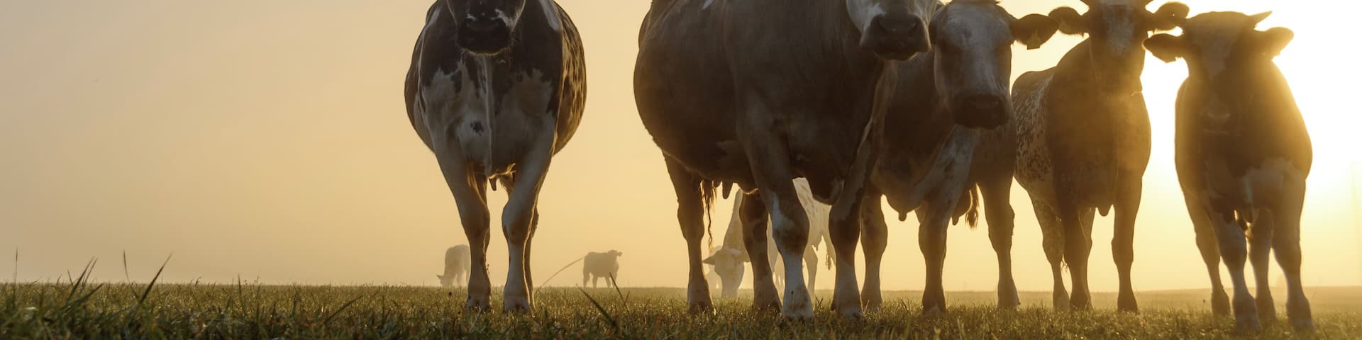 On a foggy morning the golden light scattered and created this atmosphere. I came across these guys here and laid down into the grass to get a cool perpective
#golden hours photography
#golden
#germany # cows