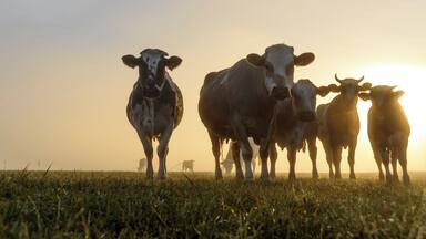 On a foggy morning the golden light scattered and created this atmosphere. I came across these guys here and laid down into the grass to get a cool perpective
#golden hours photography
#golden
#germany # cows