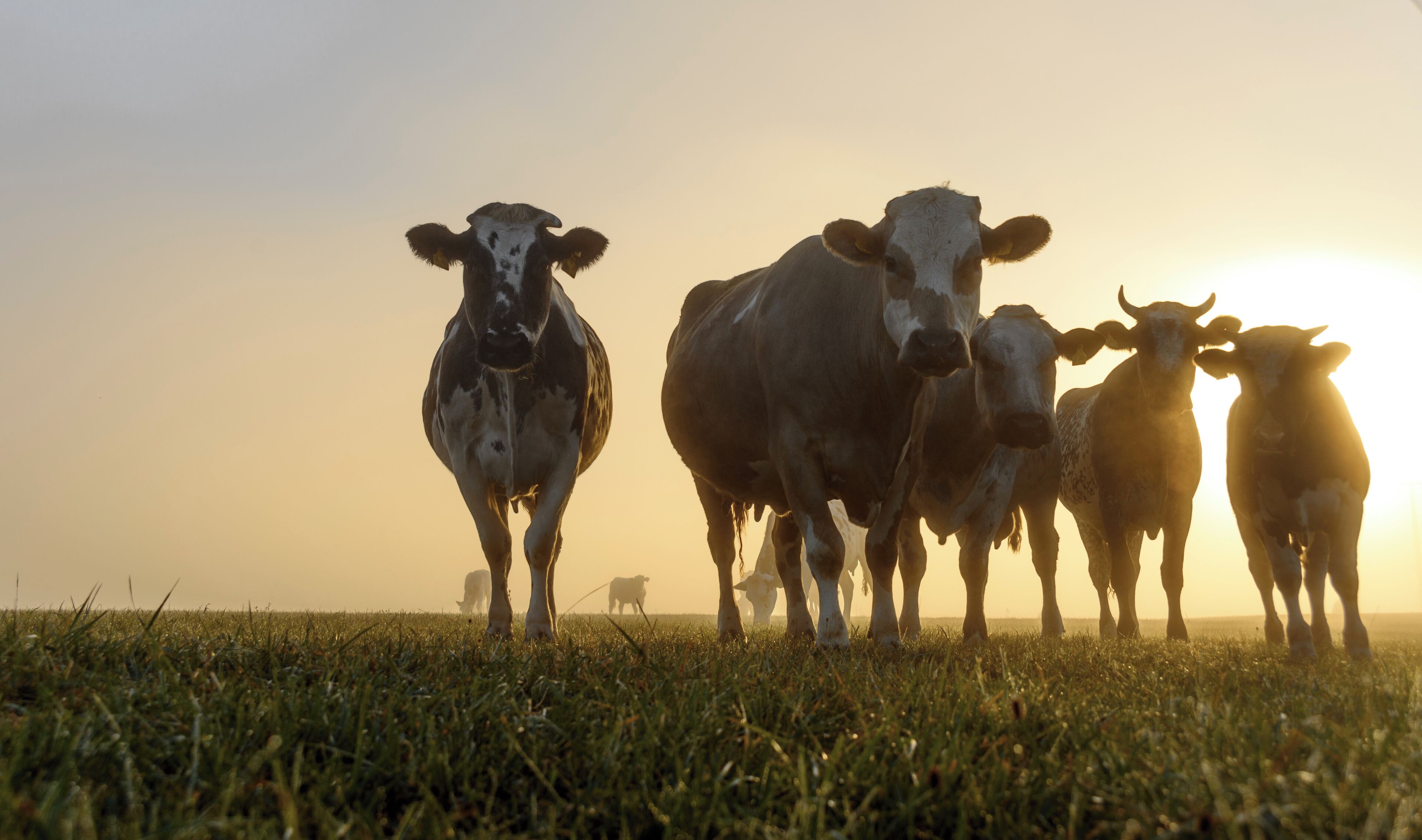 A herd of cows in a grassy field with a sunset in the background.
