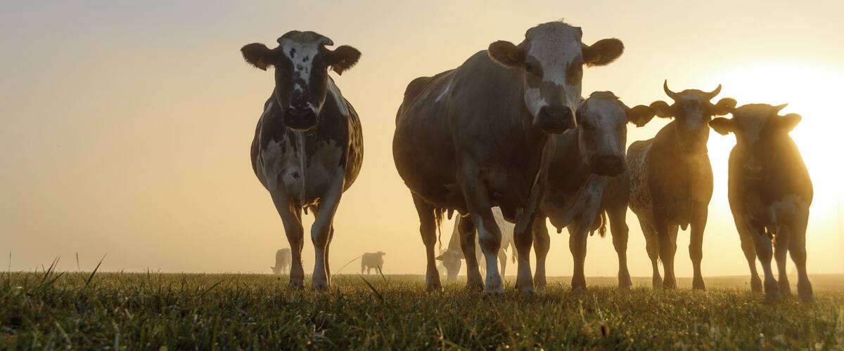 A herd of cows in a grassy field with a sunset in the background.