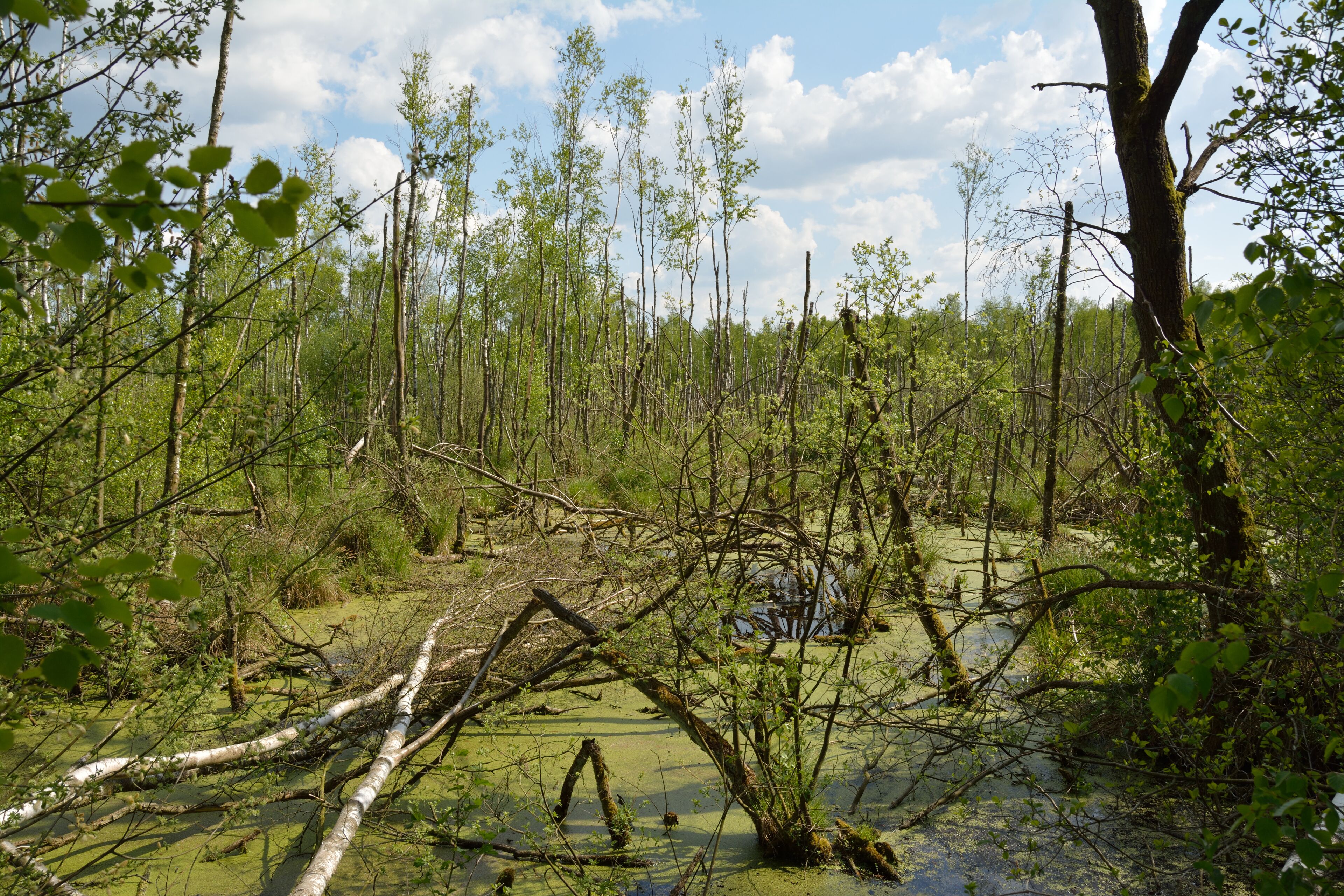 A swampy area with numerous trees and a fallen tree in the foreground.