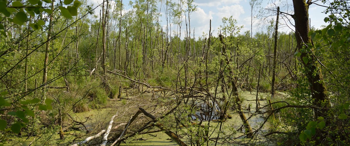 A swampy area with numerous trees and a fallen tree in the foreground.