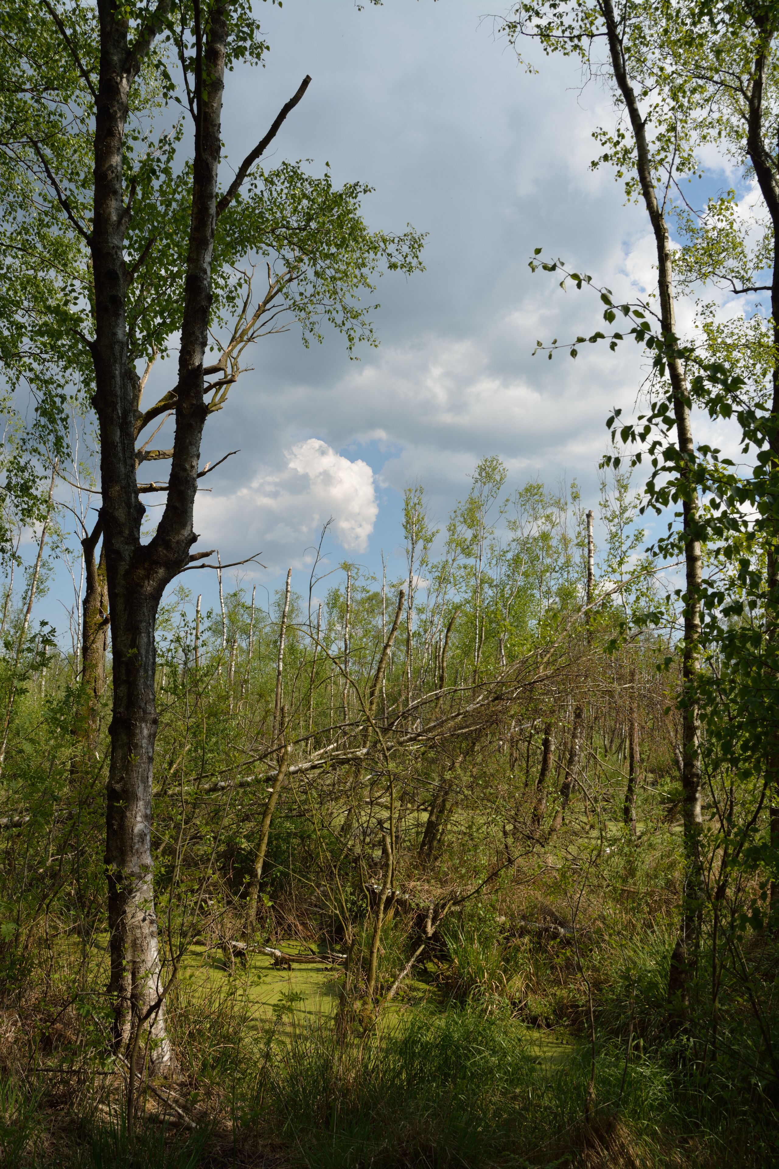 This is a picture of the protected area listed at WDPA under the ID
