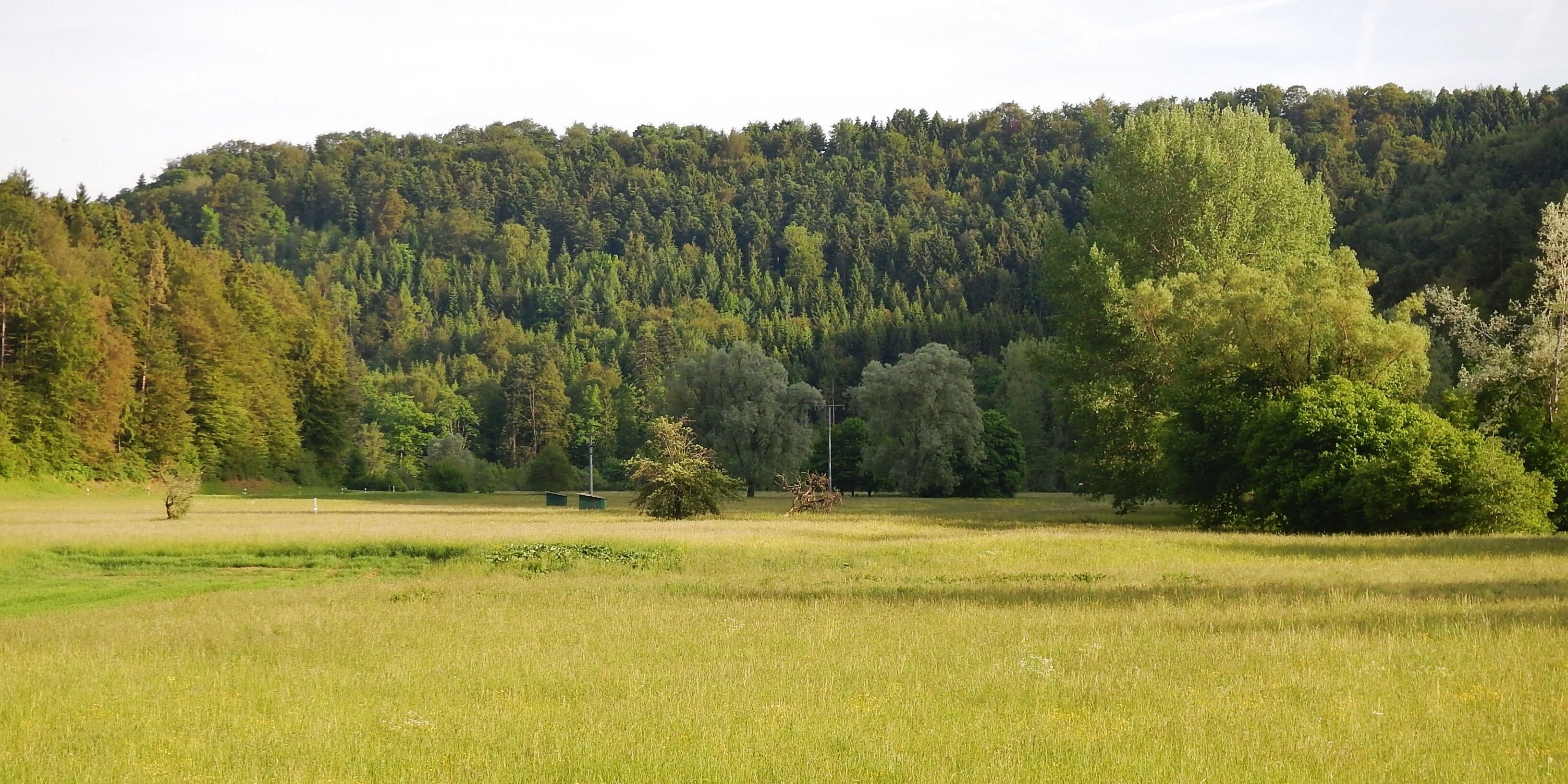 A grassy field with a forested hill in the background.