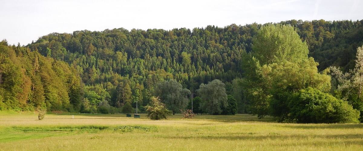 A grassy field with a forested hill in the background.