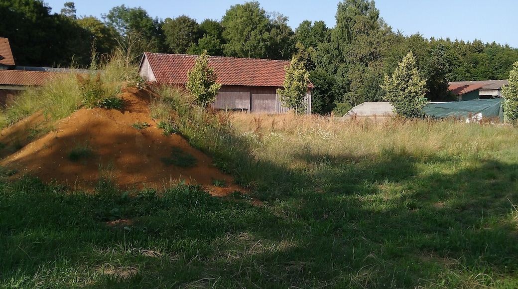 Bean ores at Haid, between de:Trochtelfingen and de:Engstingen , East of de:Bundesstraße 313 at at pile of excavated earth.
