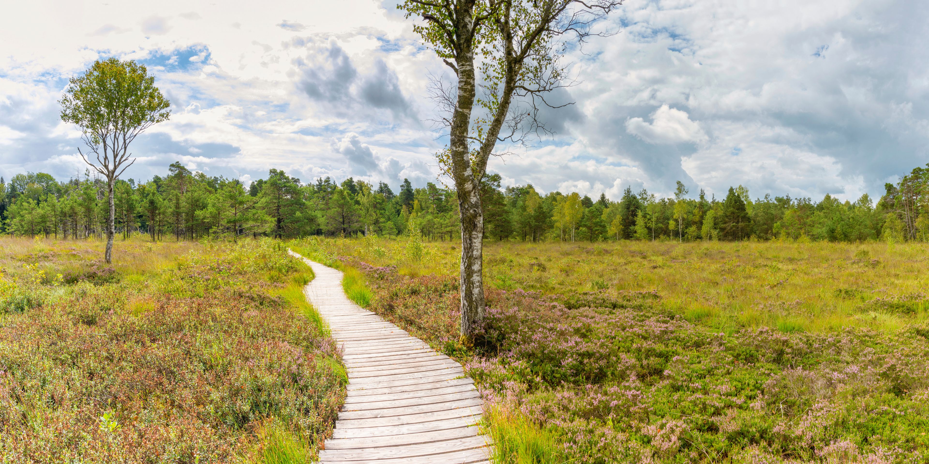 Germany, Baden-Wurttemberg, Bad Wurzach, Boardwalk across heather growing in moor of Wurzacher Ried nature reserve