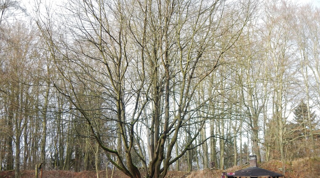 Grillplatz beim Silbersee (Habichtswald), bei Dörnberg (Habichtswald), im Habichtswälder Bergland, Landkreis Kassel