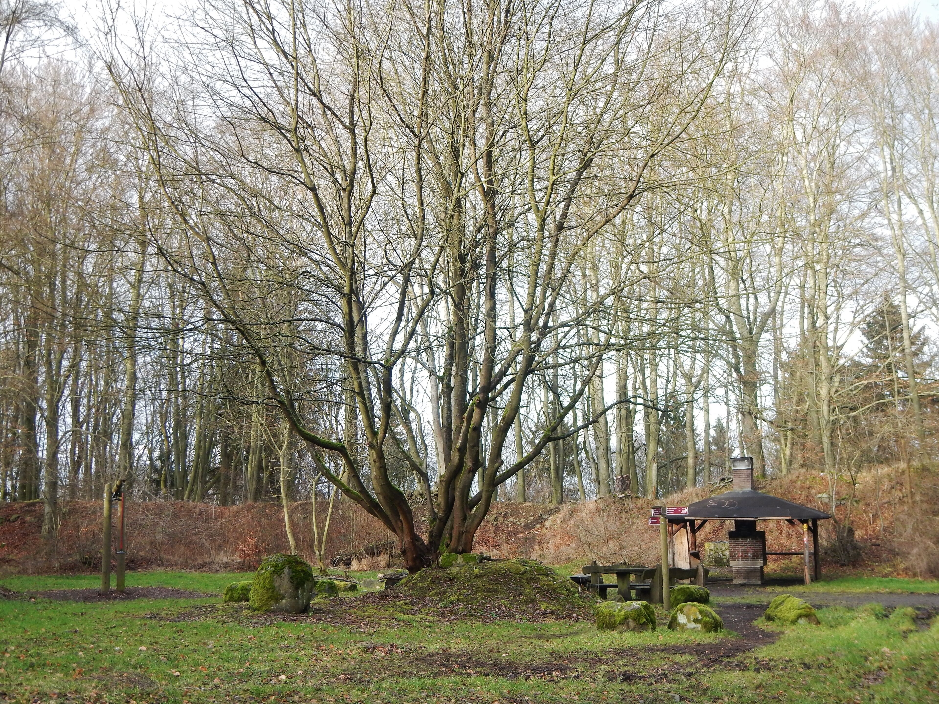 A park with a large leafless tree, a wooden bench, and a gazebo.