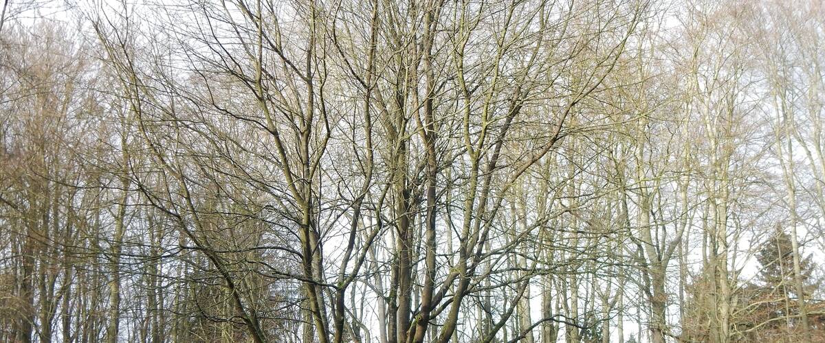 A park with a large leafless tree, a wooden bench, and a gazebo.