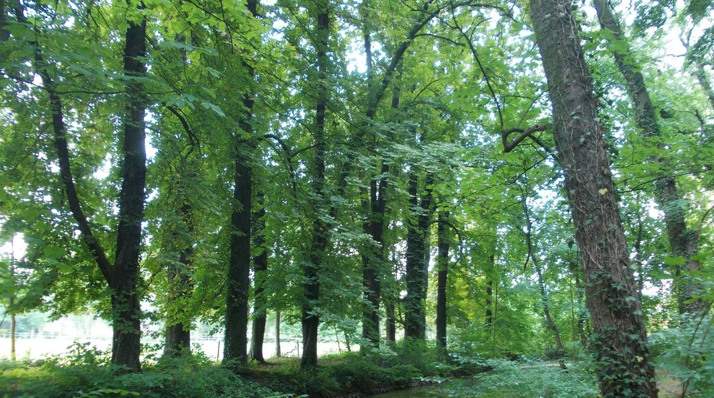 The park of Grossjena Manor (Naumburg (district: Burgnelandkreis, Saxony-Anhalt)