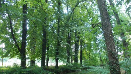 The park of Grossjena Manor (Naumburg (district: Burgnelandkreis, Saxony-Anhalt)