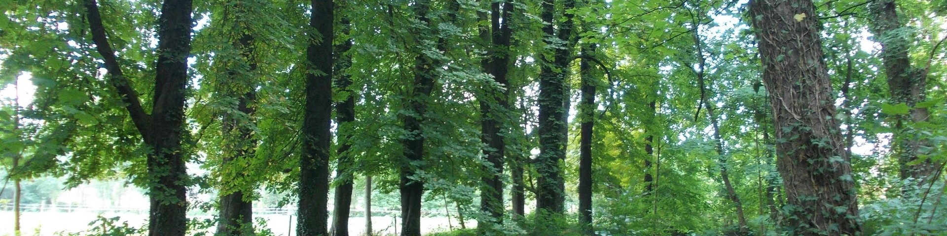 Ein friedlicher Wald mit einem schmalen Wasserlauf, umgeben von hohen Bäumen und üppigem Grün.