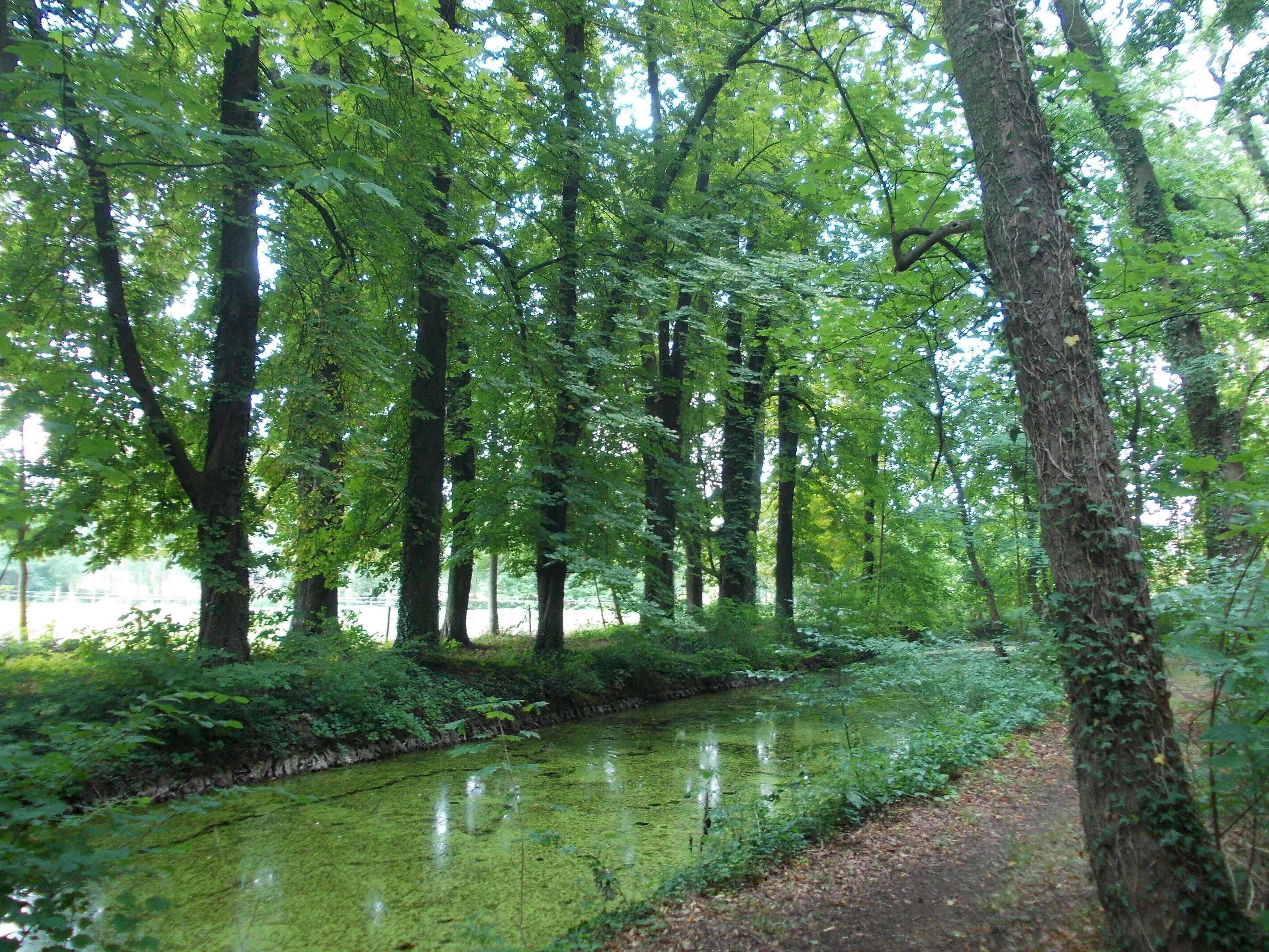A serene forest with a narrow water channel, surrounded by tall trees and dense greenery.