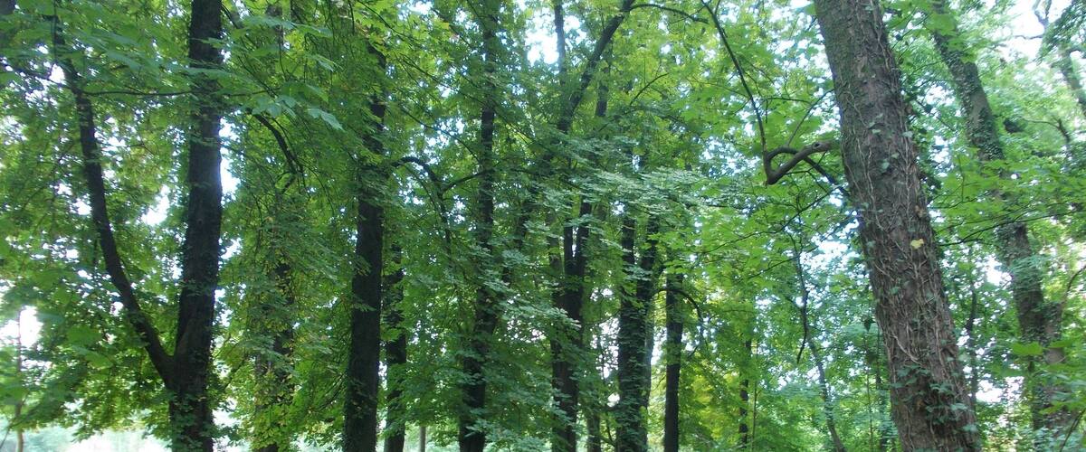 A serene forest with a narrow water channel, surrounded by tall trees and dense greenery.