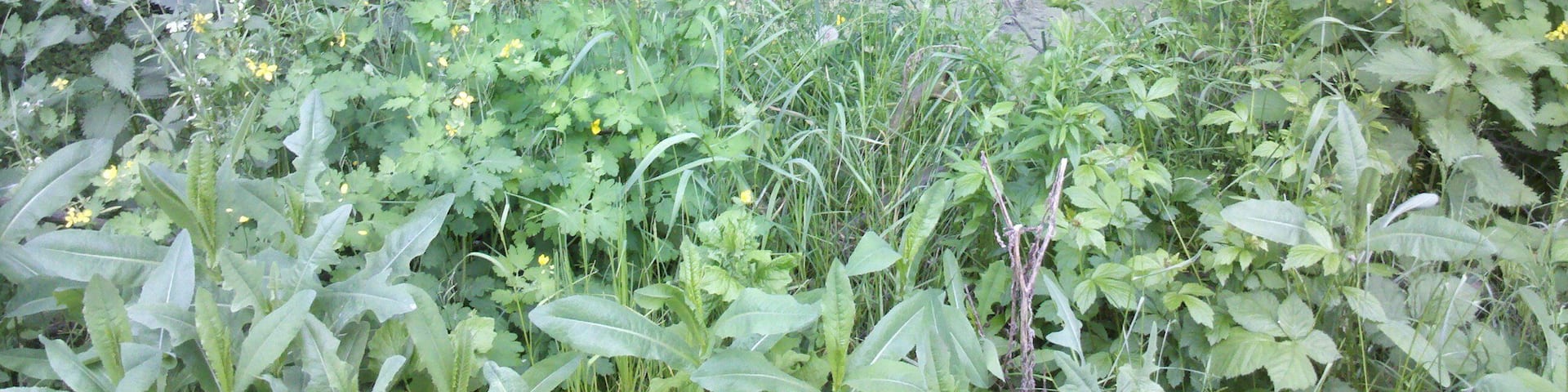 Audigast - Lache sĂŒdöstlich des Schlosses im Mai 2016