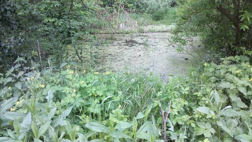 Audigast - Lache südöstlich des Schlosses im Mai 2016