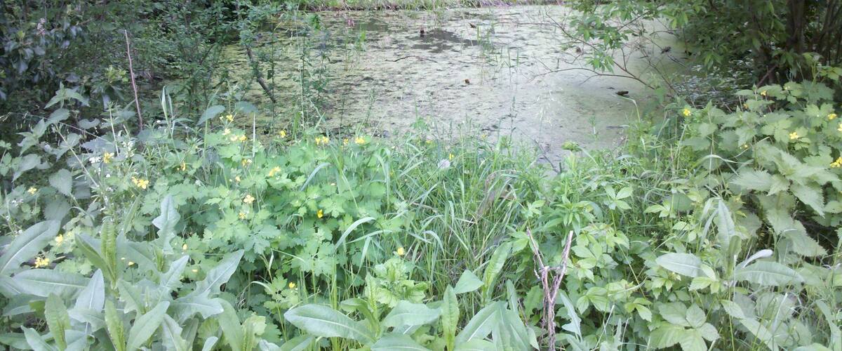 A forested area with a pond surrounded by dense vegetation and wildflowers.
