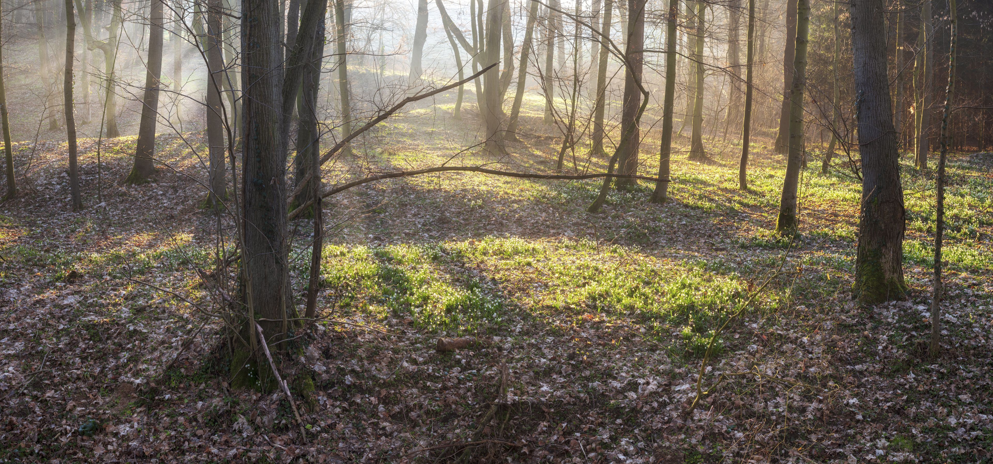 Un bosque con luz solar filtrándose entre los árboles, creando una atmósfera brumosa.