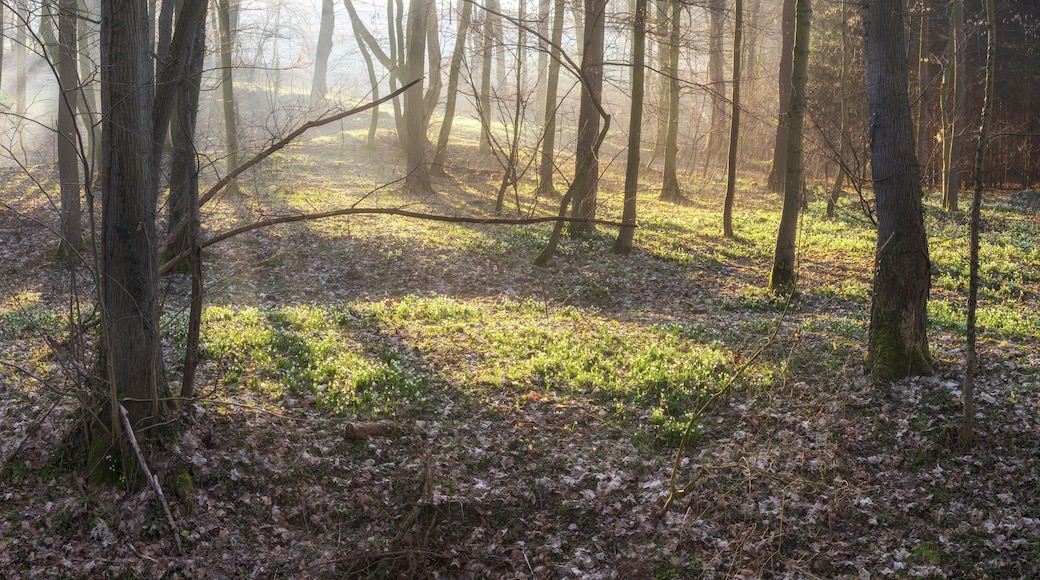 Ein Wald, durch den die Sonne scheint und eine neblige Atmosphäre schafft.