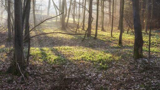 Un bosque con luz solar filtrándose entre los árboles, creando una atmósfera brumosa.