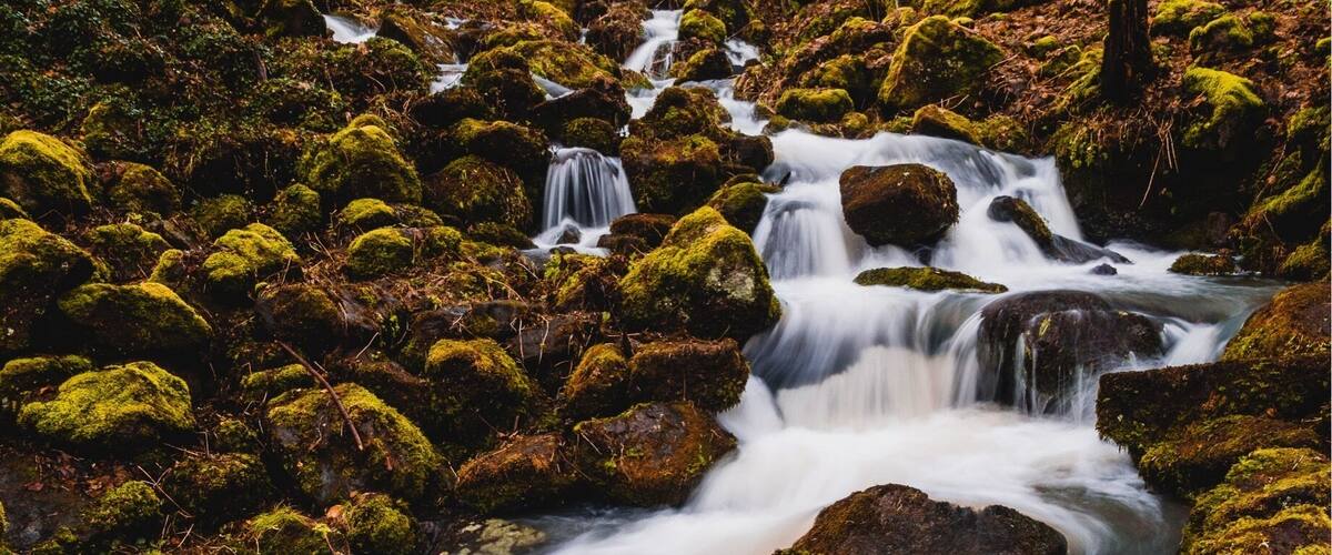 A moss-covered stream flowing over rocks in a forested area.