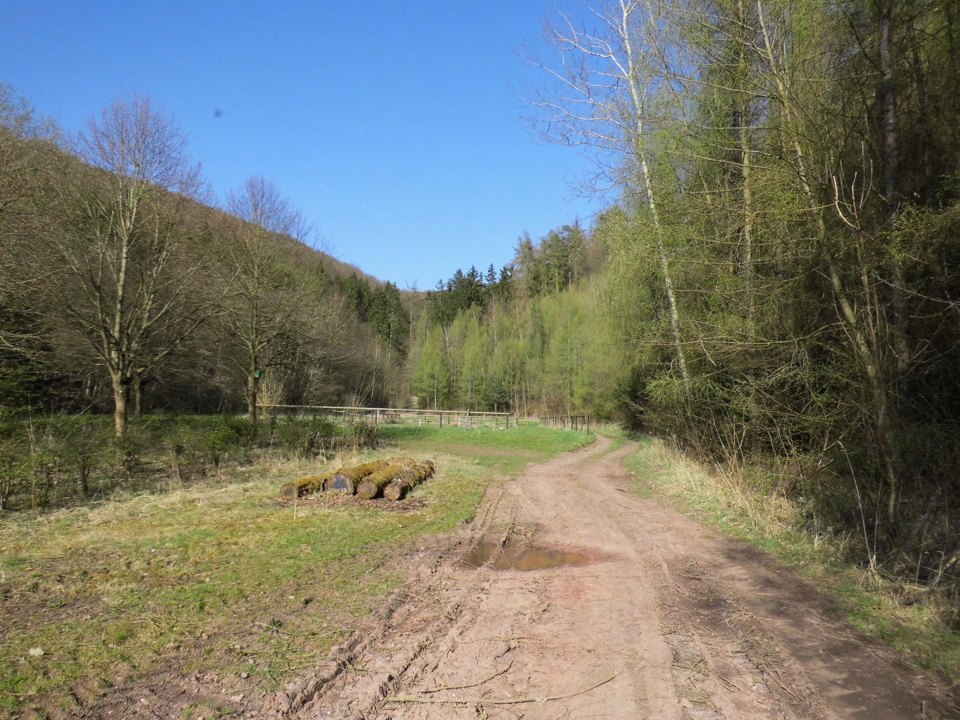 Waldlichtung am Kochsberg - Meinhard-Grebendorf