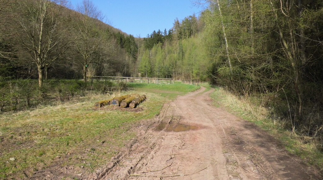 Waldlichtung am Kochsberg - Meinhard-Grebendorf