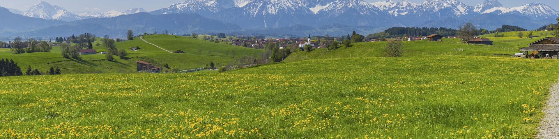 Common dandelion (Taraxacum sect. Ruderalia) in spring, meadow near Rieden am Forggensee, Ostallgäu, Allgäu, Bavaria, Germany