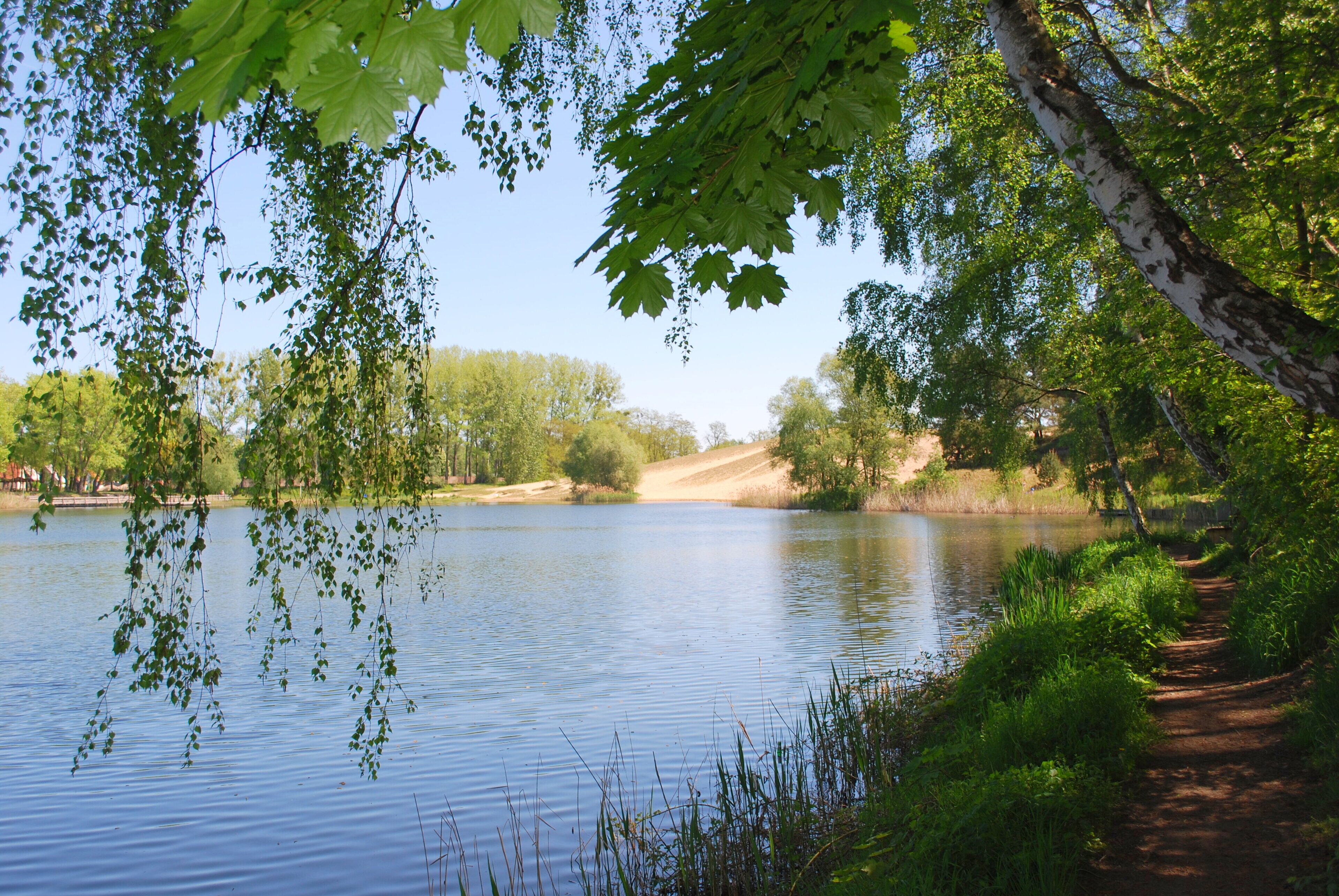 A calm lake surrounded by trees and a dirt path.