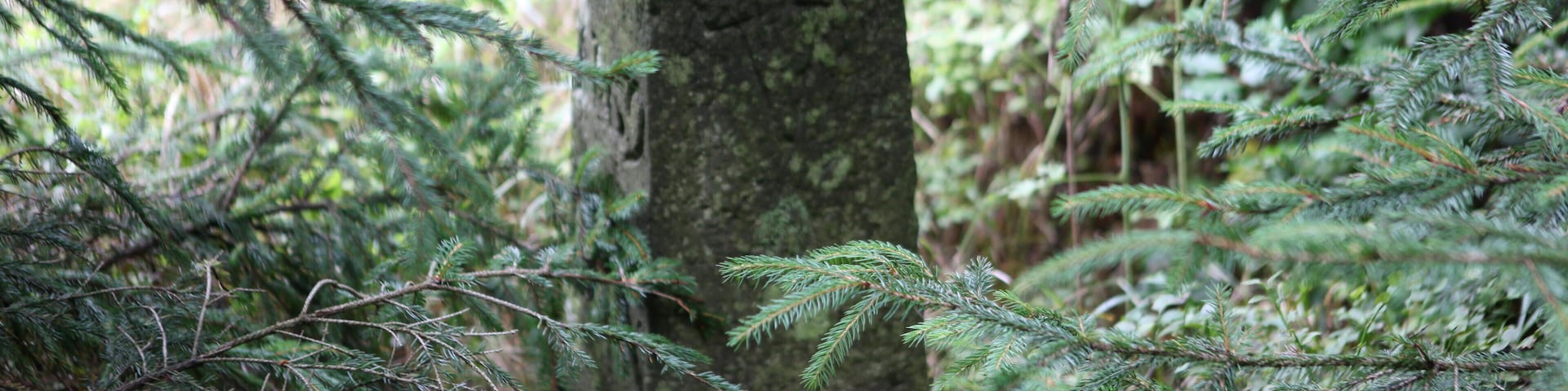 Rennsteig Abschnitt Saarzipfel – Hohe Heide Landesgrenzstein 69
