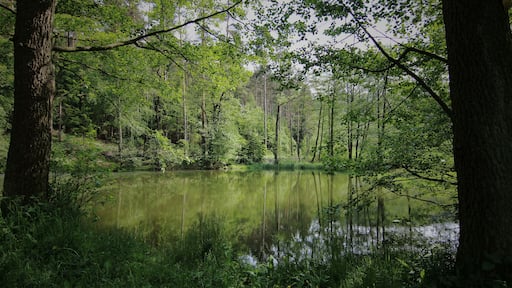 Versteckter Waldteich in der Nähe von Geschwenda, Landschaftsschutzgebiet „Thüringer Wald“