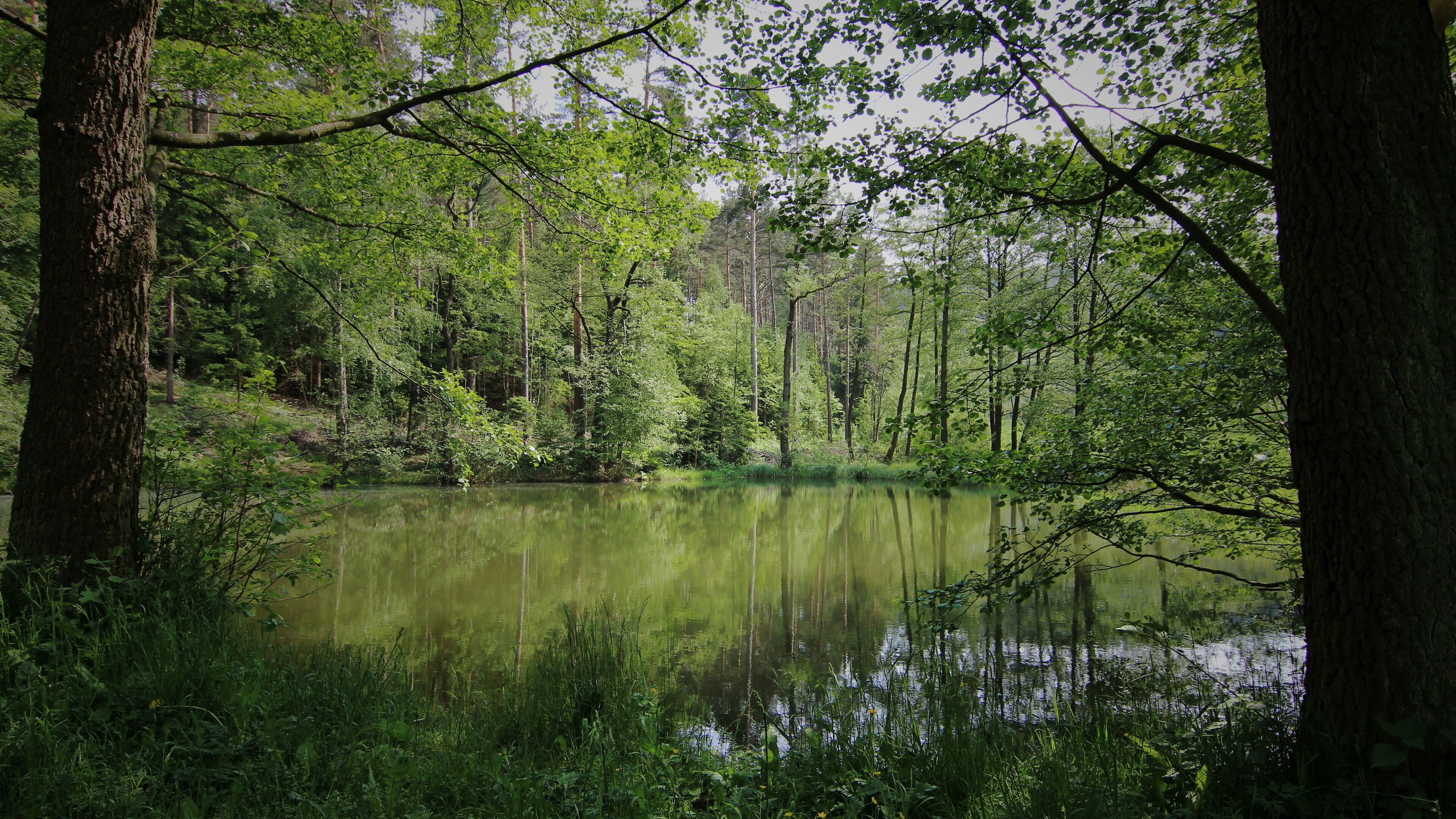 A serene forest with a calm pond surrounded by tall trees and lush greenery.
