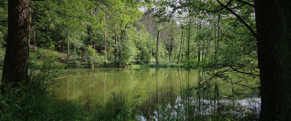 A serene forest with a calm pond surrounded by tall trees and lush greenery.