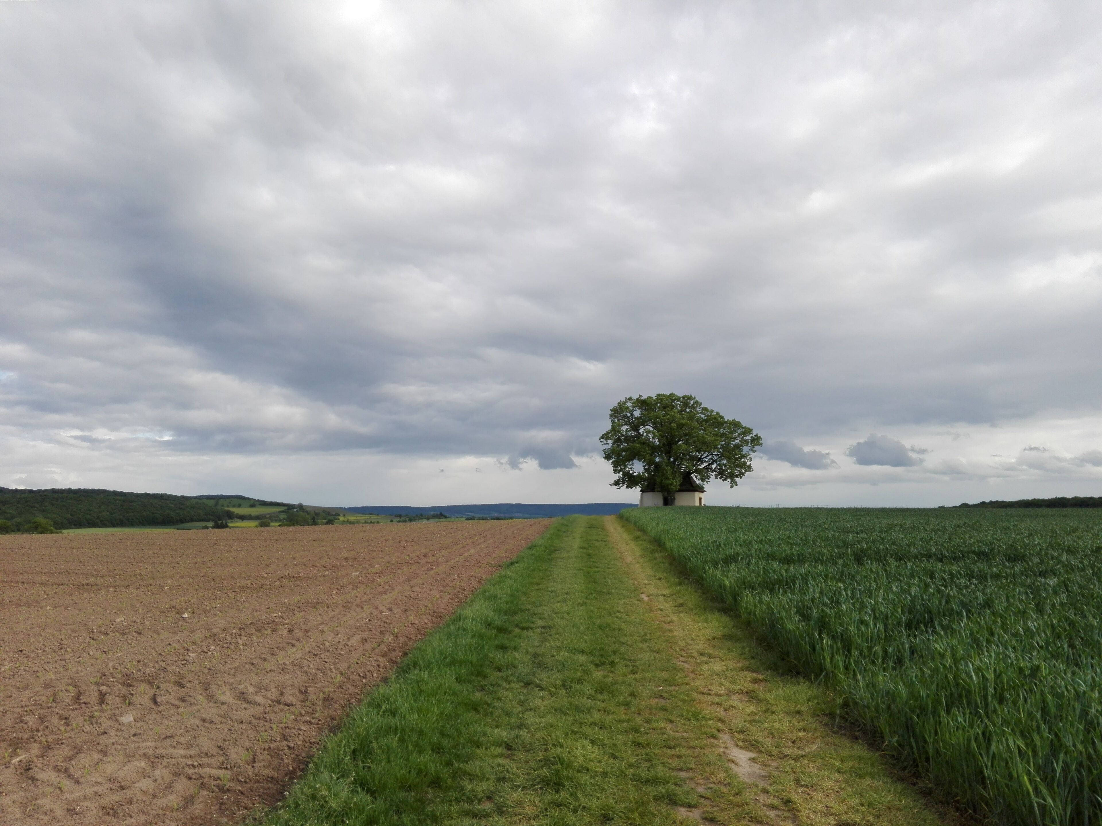 A rural landscape with a dirt path leading to a tree in a field.
