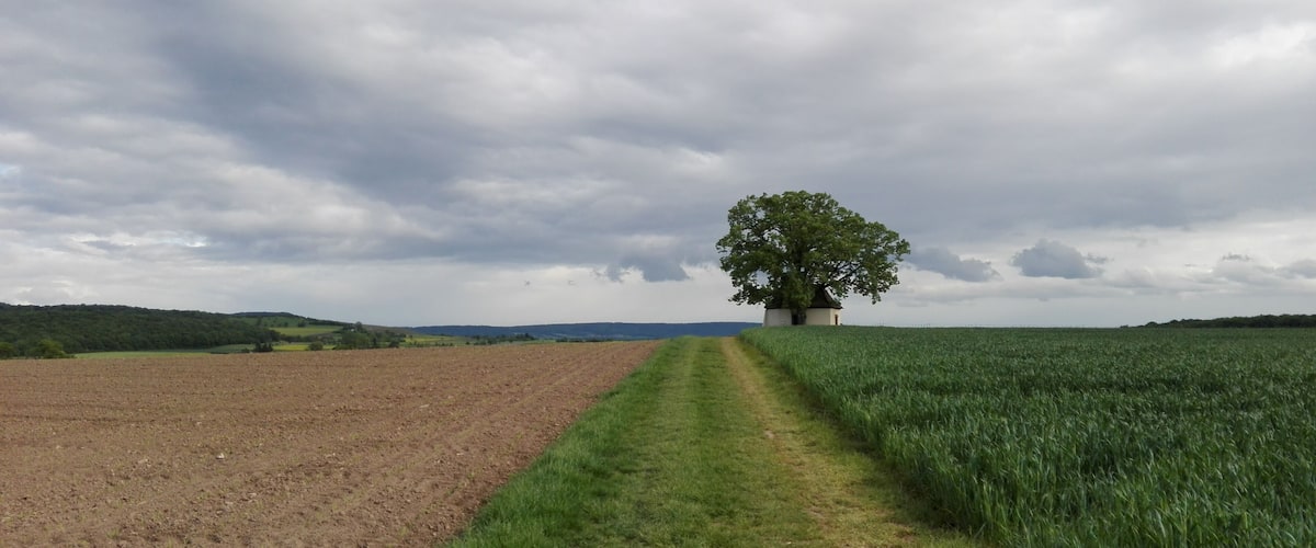 A rural landscape with a dirt path leading to a tree in a field.