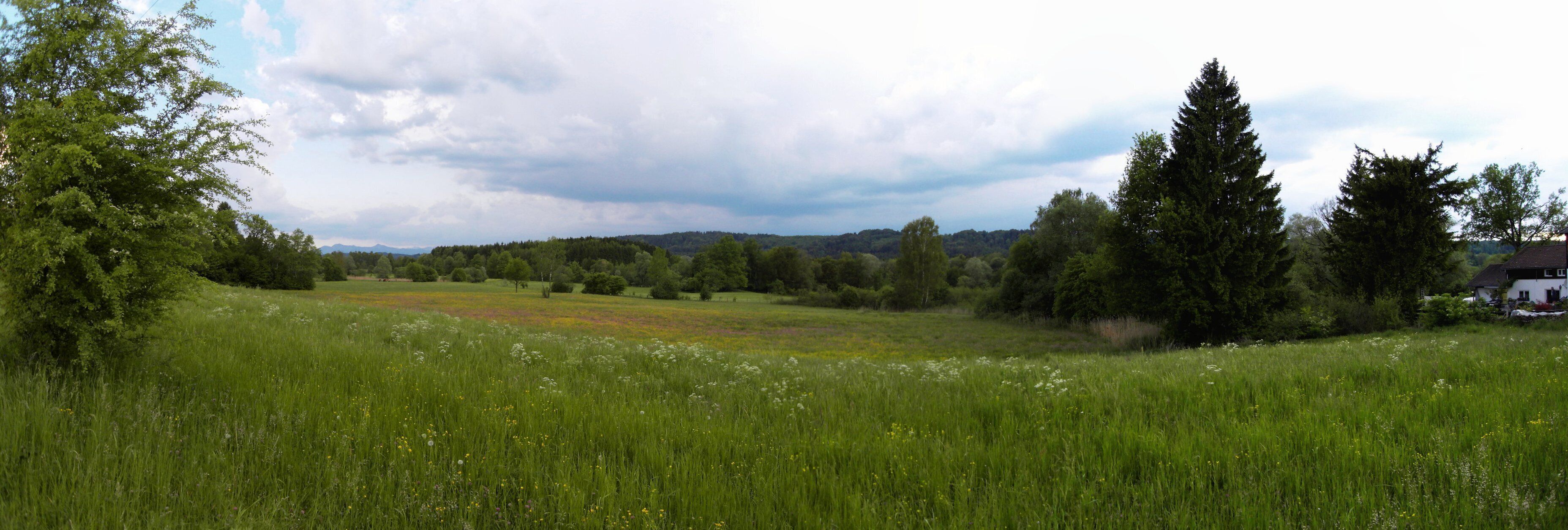 A lush green field with wildflowers, a tall evergreen tree, and a distant mountain range under a cloudy sky.