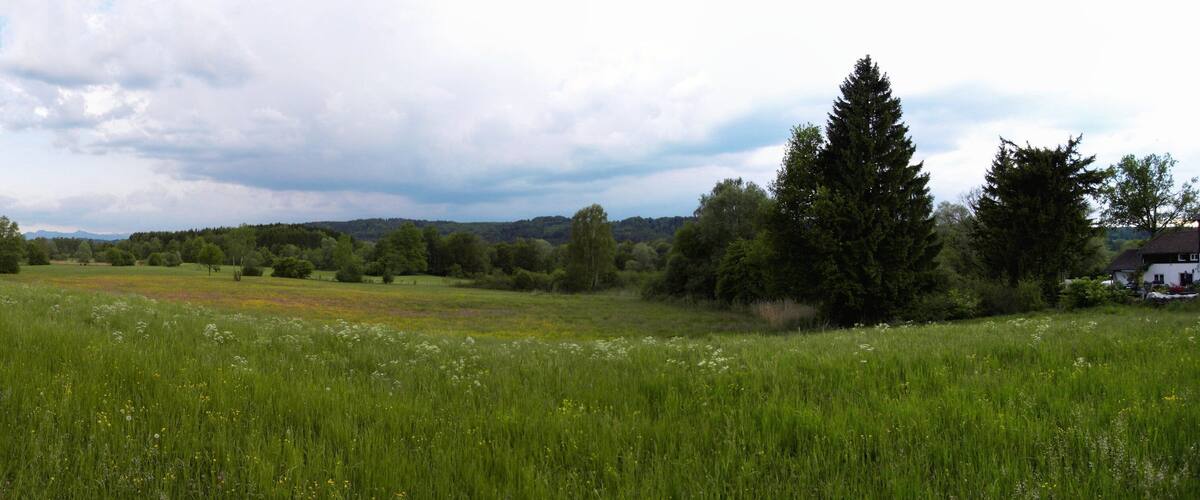 A lush green field with wildflowers, a tall evergreen tree, and a distant mountain range under a cloudy sky.