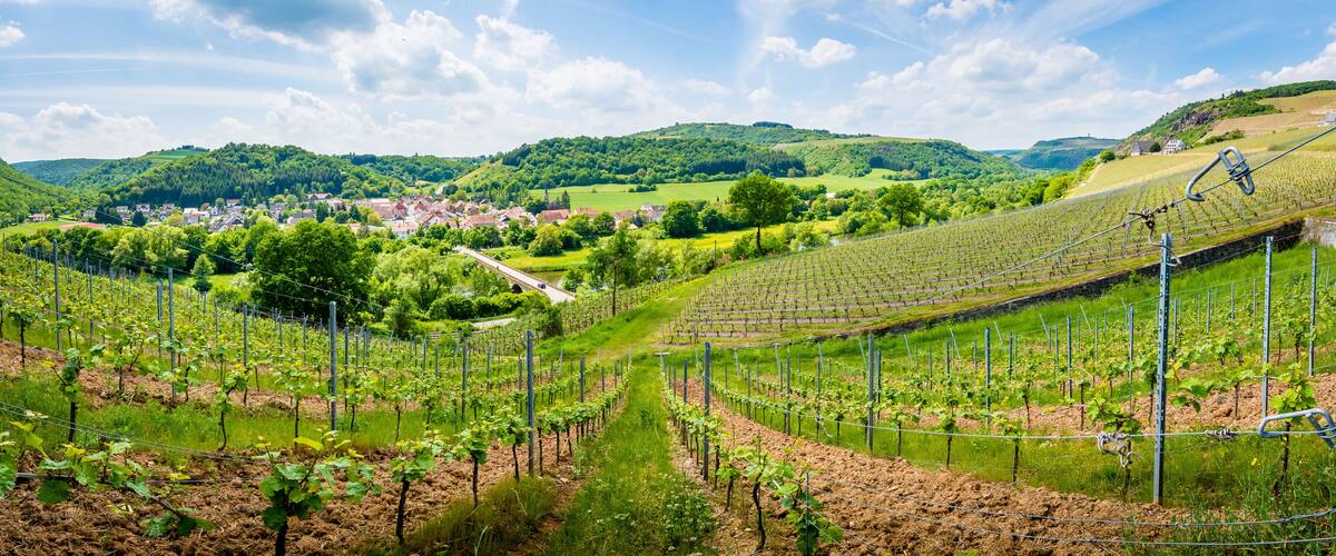 A vineyard with rows of grapevines, a small town in the valley, and rolling hills in the background.