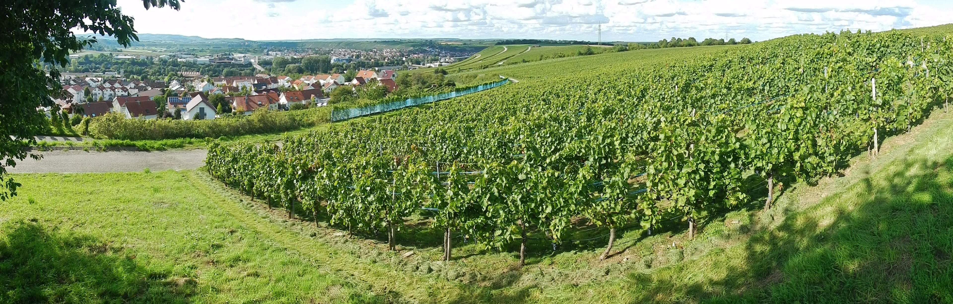 A vineyard with rows of grapevines on a hillside, a small pond, and a town in the background.