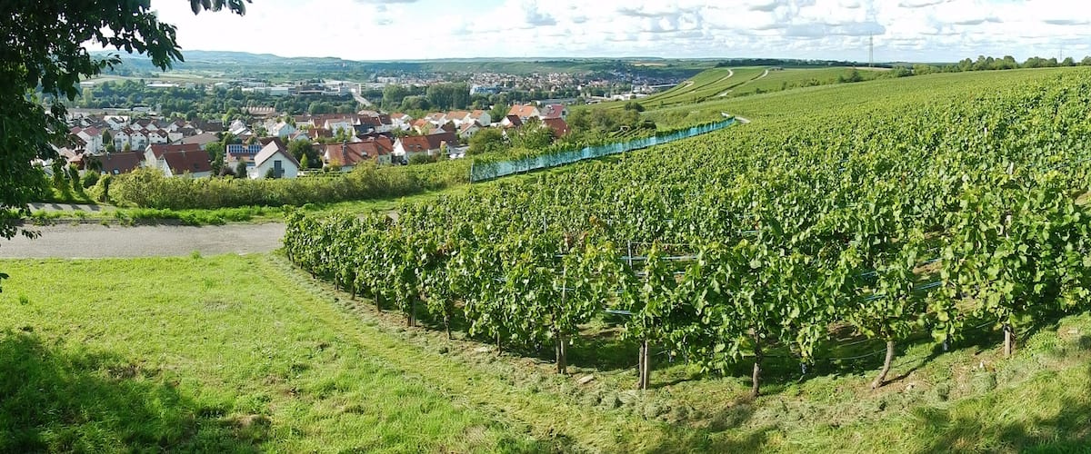A vineyard with rows of grapevines on a hillside, a small pond, and a town in the background.
