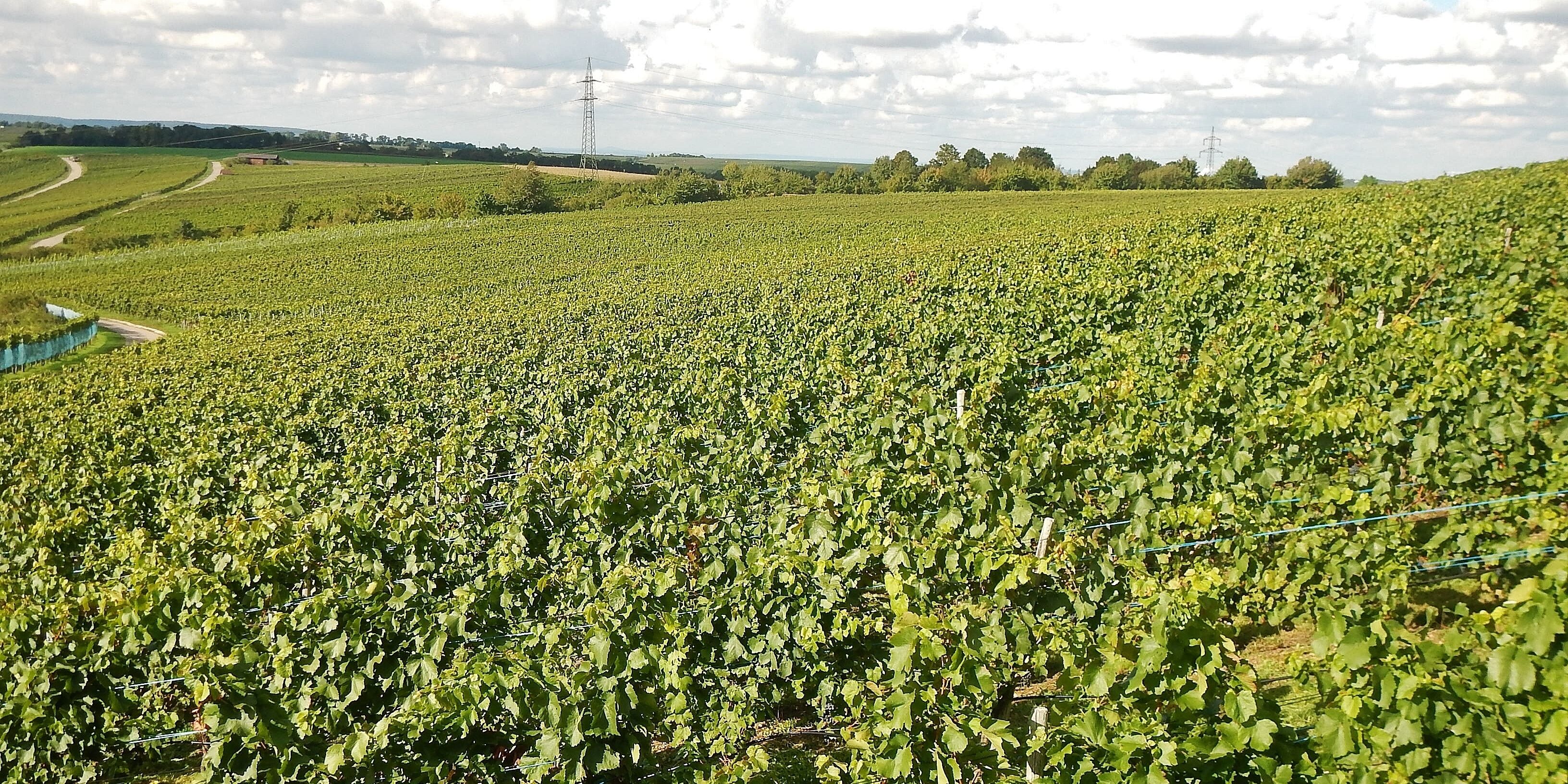 Weinfelder bei Gemmrigheim