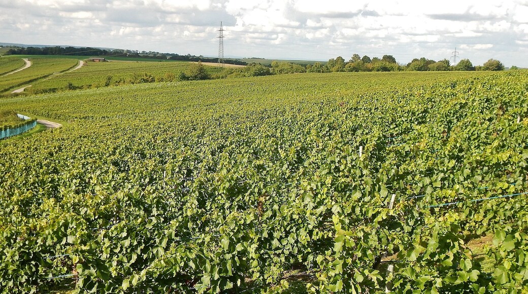 Weinfelder bei Gemmrigheim