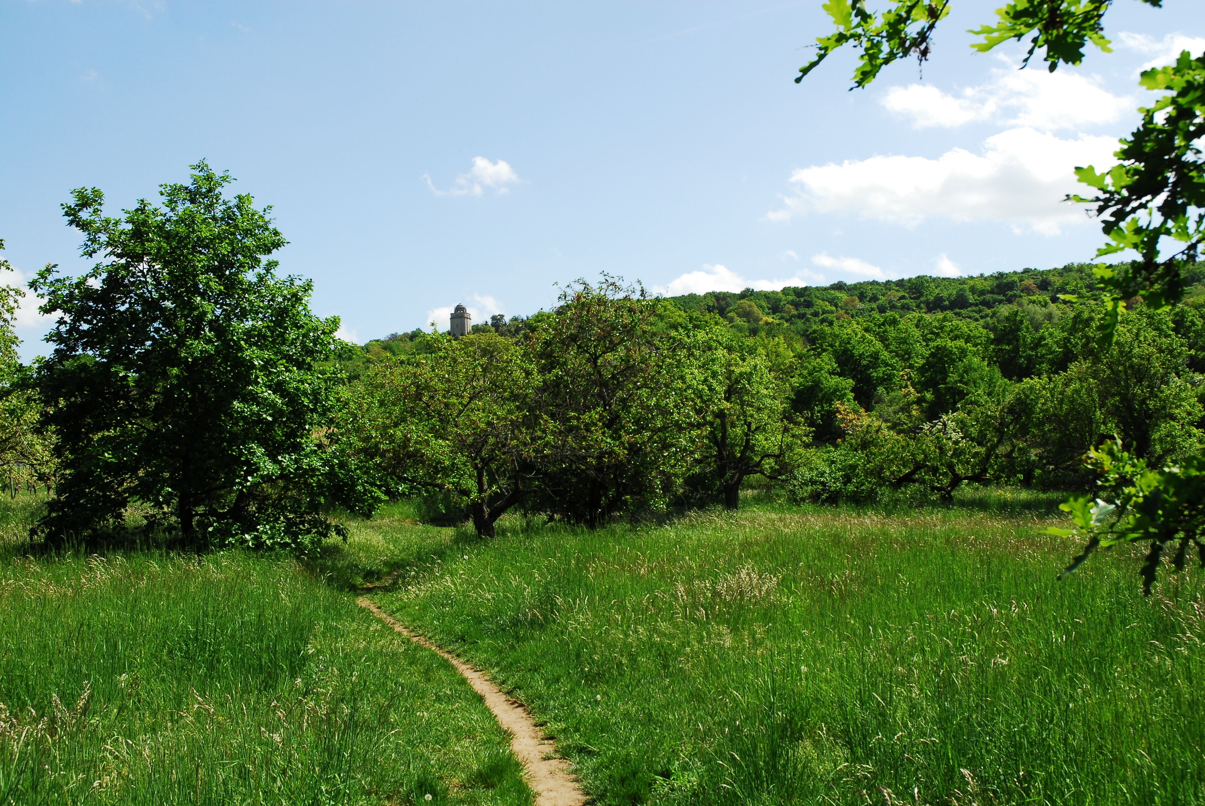Naturschutzgebiet Nordausläufer Westerberg im Landkreis Mainz-Bingen (Ingelheim, Gau-Algesheim): Streuobstwiese im nördlichen Gebietsteil; im Hintergrund Westerberg mit Bismarckturm.